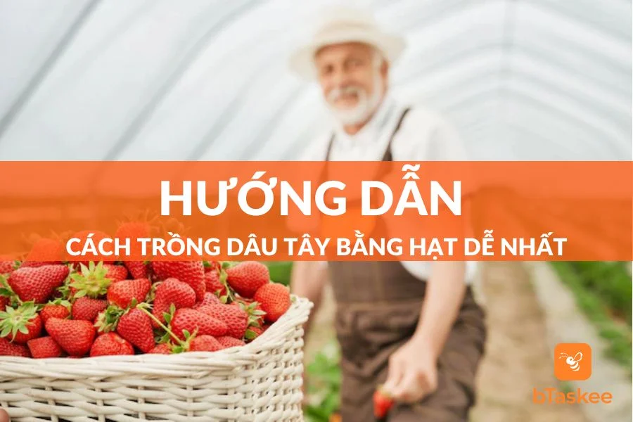 Cách Trồng Dâu Tây Bằng Hạt Dễ Thành Công Nhất