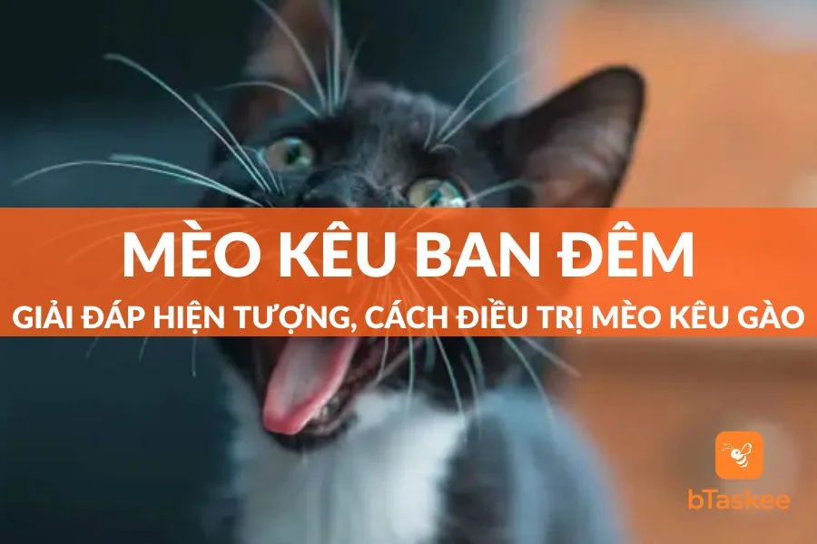 Hiện Tượng Mèo Kêu Ban Đêm Và Cách Điều Trị Mèo Kêu Gào