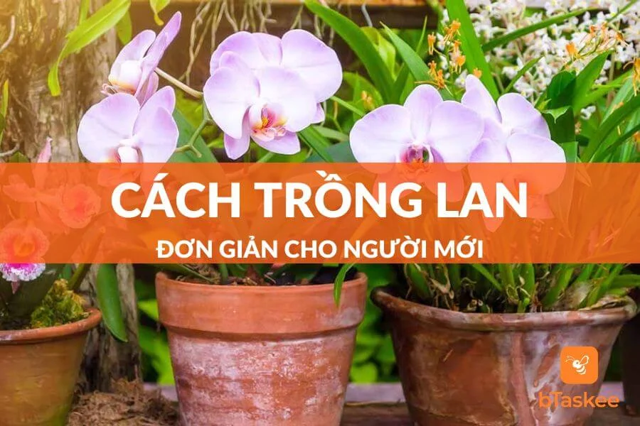 Cách Trồng Lan Cho Người Mới Tập Chơi Cực Đơn Giản