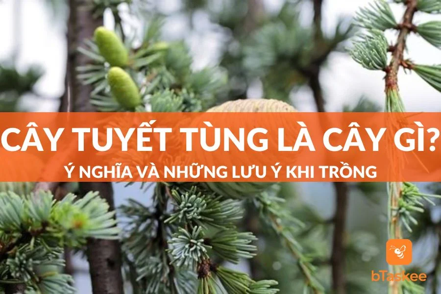 Cây Tuyết Tùng Là Cây Gì? Ý Nghĩa Và Những Lưu Ý Khi Trồng