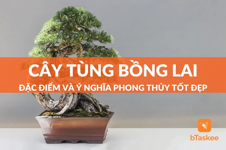 Cây Tùng Bồng Lai: Đặc Điểm Và Ý Nghĩa Phong Thủy Tốt Đẹp