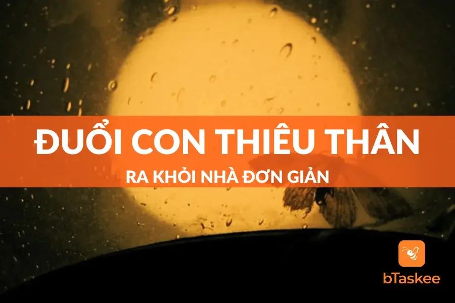 Cách đuổi con thiêu thân ra khỏi nhà cực kỳ đơn giản