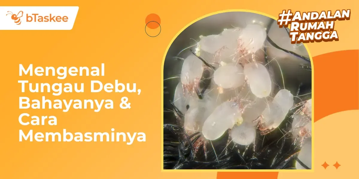 Mengenal Tungau Debu, Bahayanya &amp; Cara Membasminya
