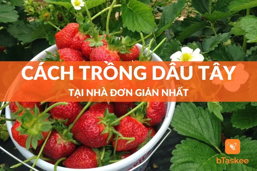 Bật Mí Cách Trồng Dâu Tây Tại Nhà Đơn Giản Nhất
