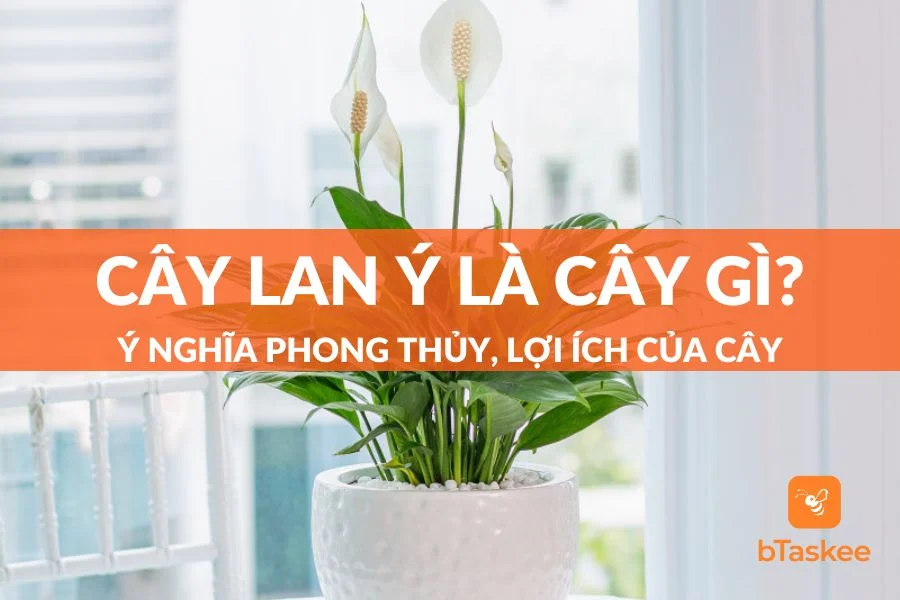 Cây Lan Ý: Đặc Điểm, Ý Nghĩa Và Cách Chăm Sóc Cho Cây