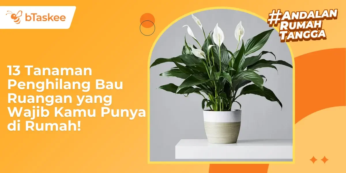 13 Tanaman Penghilang Bau Ruangan, Wajib Punya di Rumah!