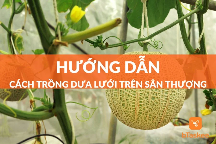 5 Bước Trồng Dưa Lưới Trên Sân Thượng Tốt Trái, Ngọt Quả