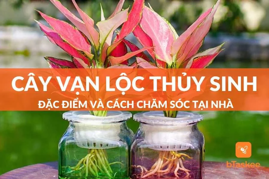 Cây Vạn Lộc Thủy Sinh: Đặc Điểm Và Cách Chăm Sóc Chuẩn