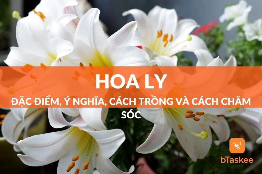 Hoa Ly: Đặc Điểm, Ý Nghĩa, Cách Trồng Và Cách Chăm Sóc Tại Nhà