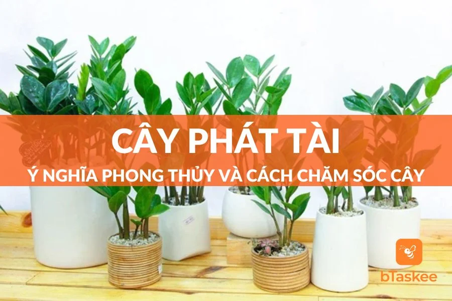 Cây Phát Tài: Ý Nghĩa Phong Thủy Và Cách Chăm Sóc Cây