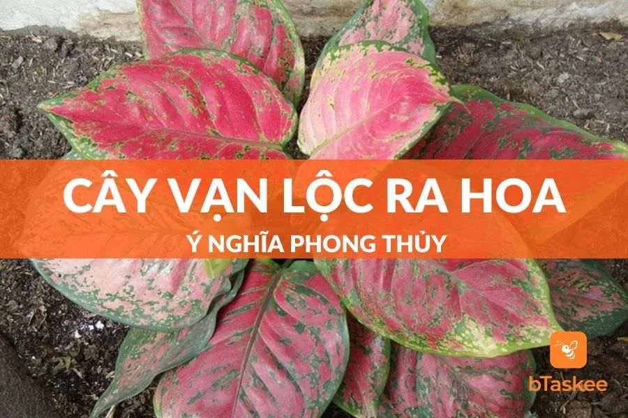 Cây Vạn Lộc Ra Hoa Có Ý Nghĩa Tâm Linh - Phong Thủy Gì?