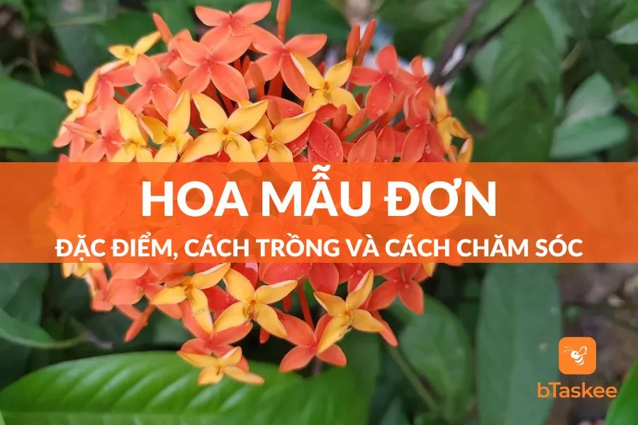 Hoa Mẫu Đơn: Đặc Điểm, Công Dụng, Cách Trồng Và Lưu Ý Chăm Sóc