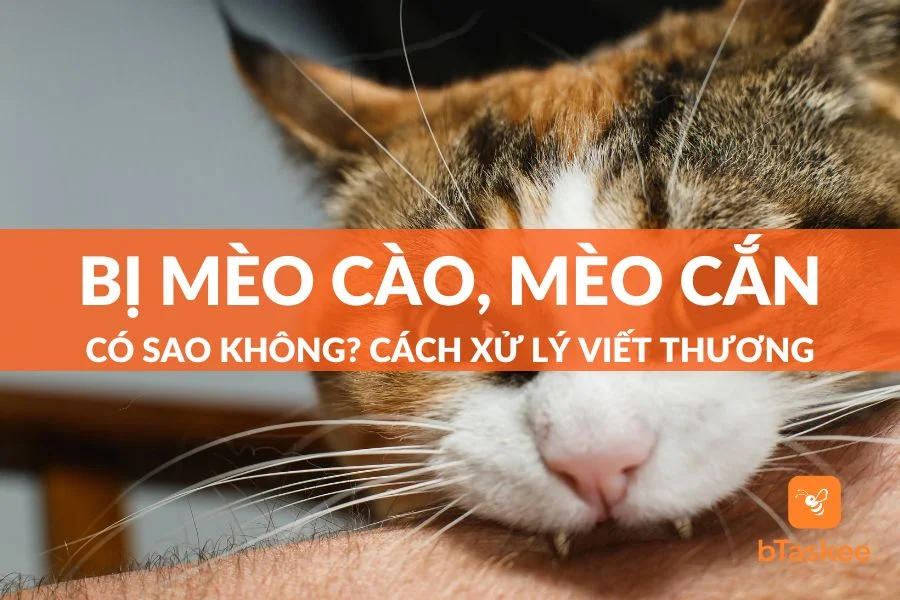 Mèo Cắn Có Sao Không? Có Bị Dại Không? Có Cần Tiêm Phòng Không?