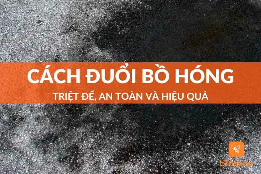 Tổng Hợp 5 Cách Đuổi Bồ Hóng Hiệu Quả Nhanh Chóng Nhất 2023
