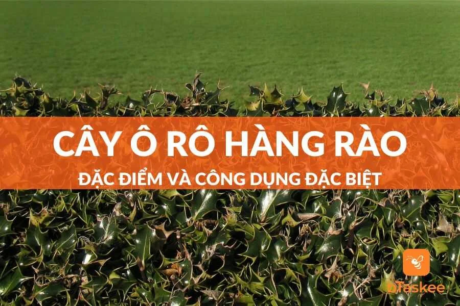 Cây Ô Rô Hàng Rào Là Gì? Đặc Điểm Và Công Dụng Ra Sao?