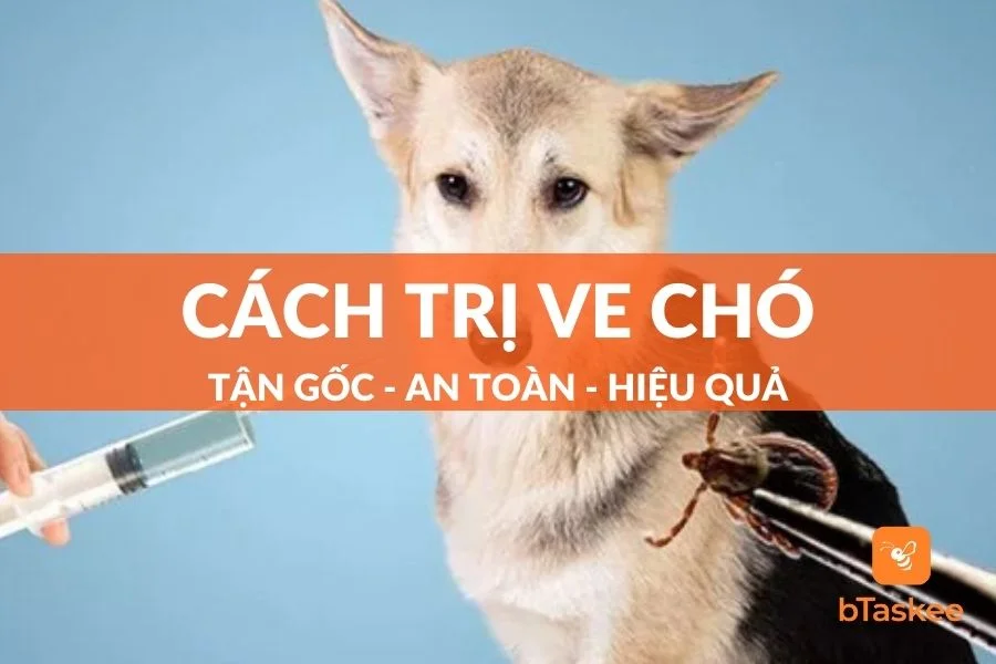 Top 10+ Cách Trị Ve Chó Tận Gốc 100% Ngay Tại Nhà Bạn Nên Thử