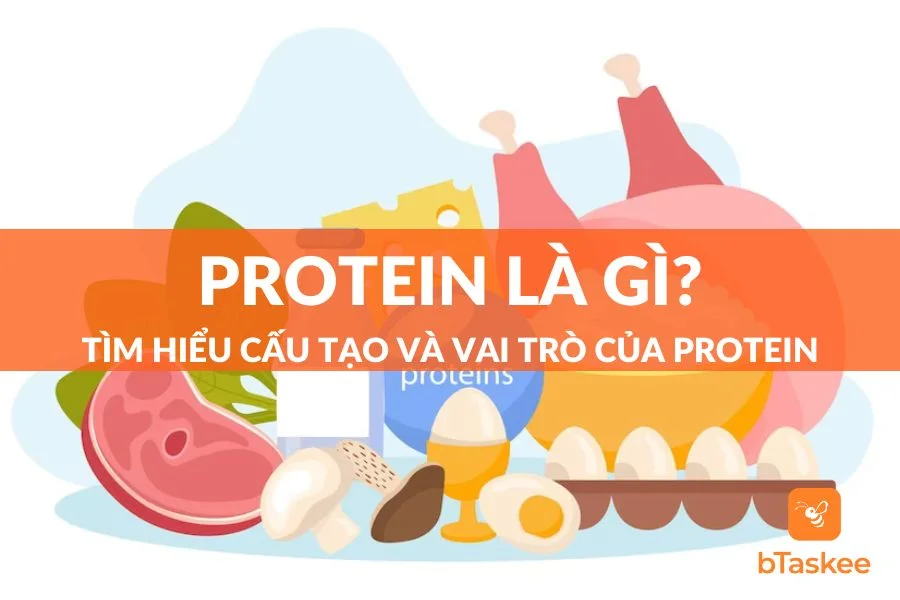 Protein Là Gì? Tìm Hiểu Cấu Tạo Và Vai Trò Của Protein