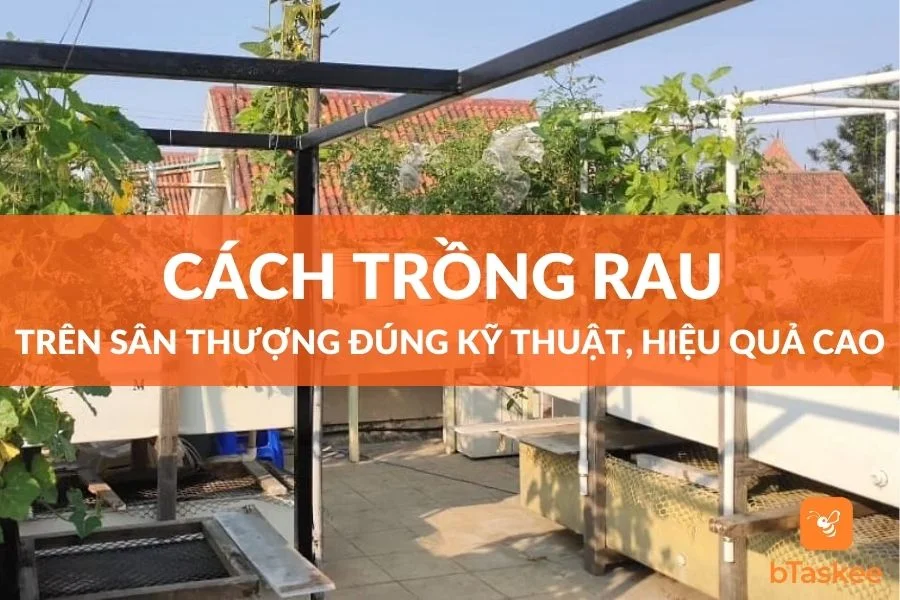 Cách Trồng Rau Trên Sân Thượng Đúng Kỹ Thuật