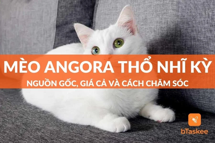 Mèo Angora Thổ Nhĩ Kỳ: Nguồn Gốc, Giá Cả, Cách Chăm Sóc