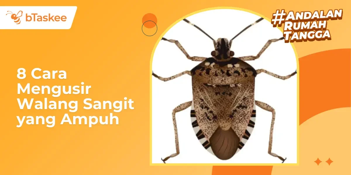 8 Cara Mengusir Walang Sangit yang Ampuh