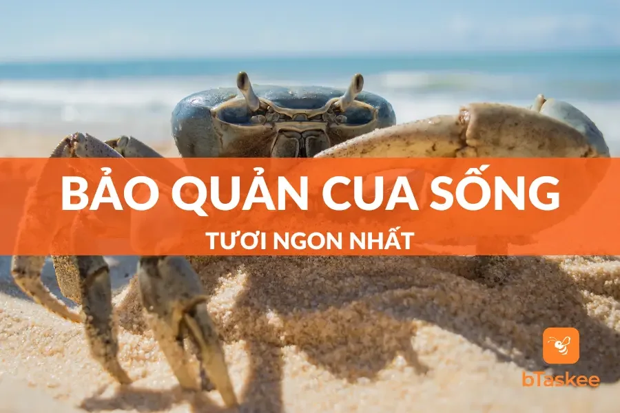 Cách Bảo Quản Cua Sống Lâu Không Bị Hao Thịt