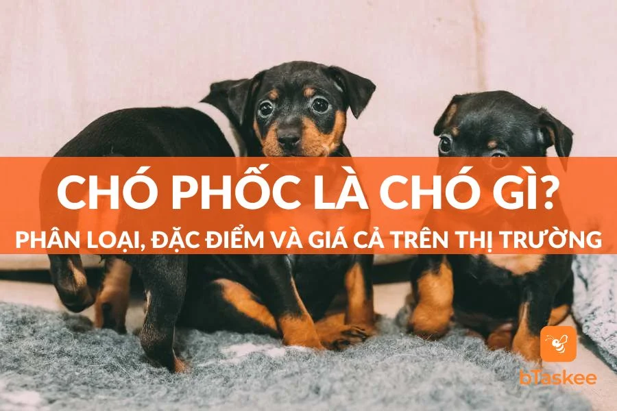 Chó Phốc (Fox) Là Chó Gì? Phân Loại, Đặc Điểm Và Giá Cả