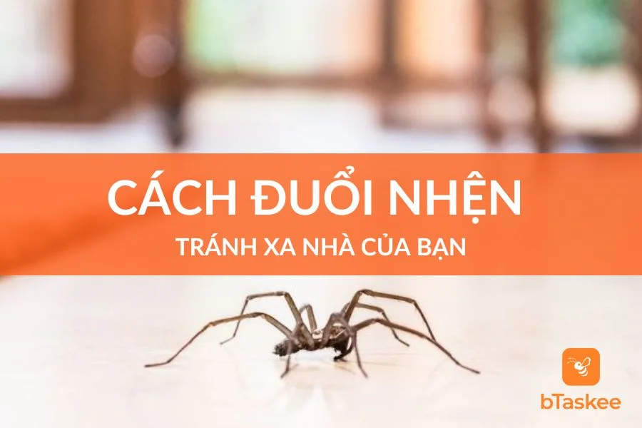Cách Đuổi Nhện Tránh Xa Nhà Bạn An Toàn Và Hiệu Quả