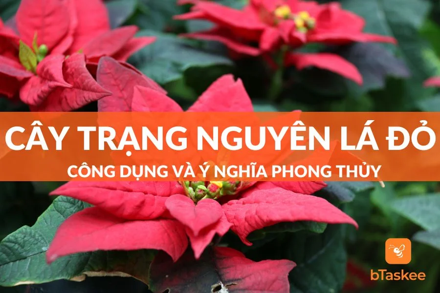 Cây Trạng Nguyên Lá Đỏ: Công Dụng - Ý Nghĩa Phong Thủy - Cách Trồng