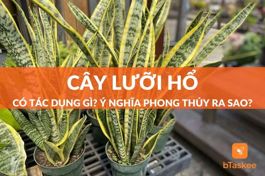 Cây Lưỡi Hổ Có Tác Dụng Gì? Ý Nghĩa Phong Thủy Ra Sao?