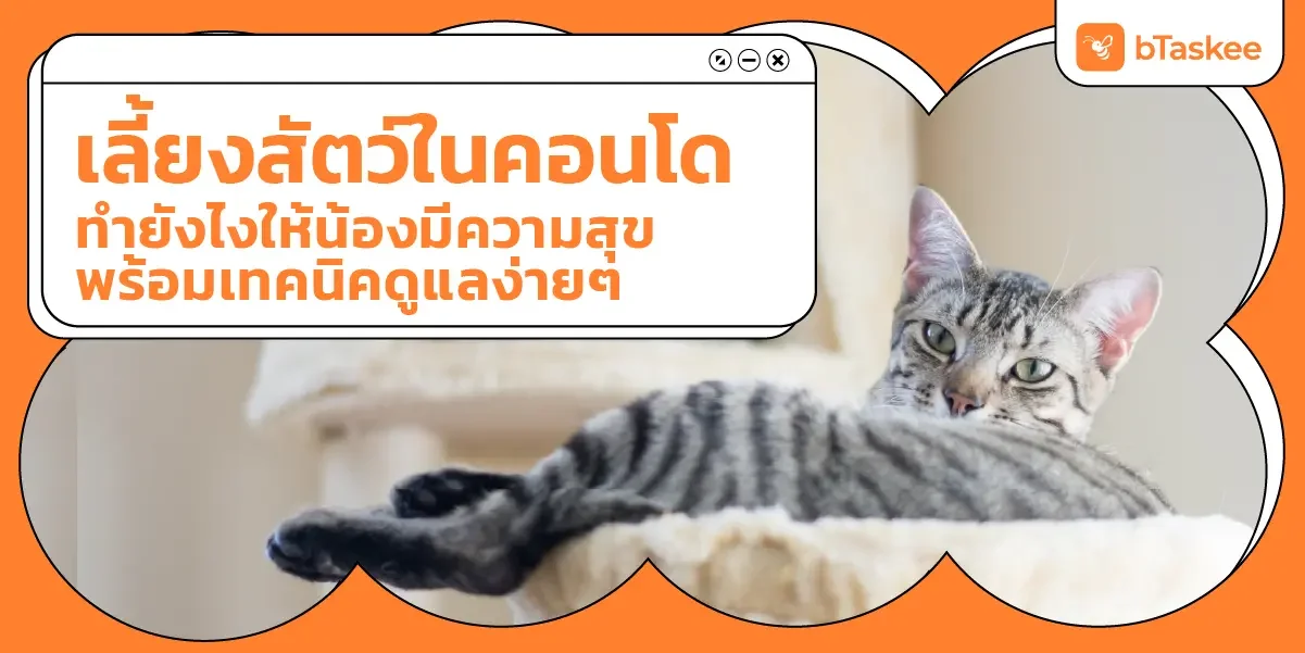 เลี้ยงสัตว์ ใน คอนโด ทำยังไงให้น้องมีความสุข พร้อมเทคนิคดูแลง่ายๆ