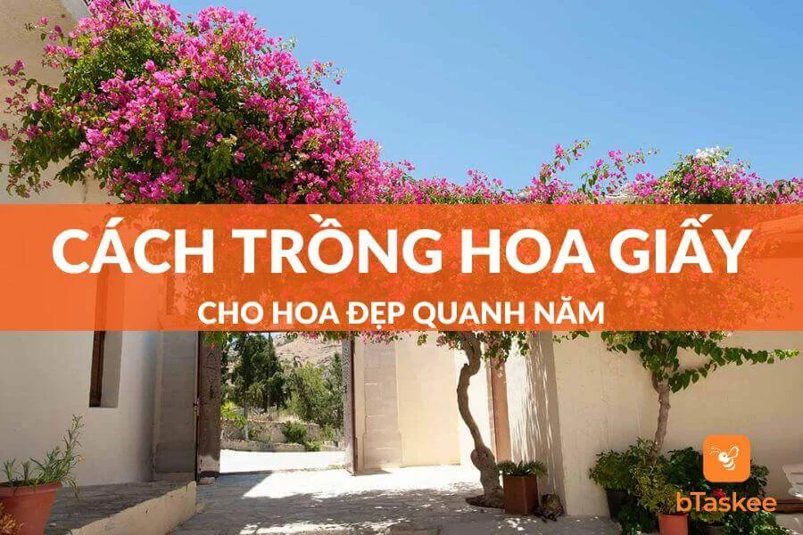 4 Cách Trồng Hoa Giấy Đúng Kỹ Thuật Cho Hoa Đẹp Quanh Năm