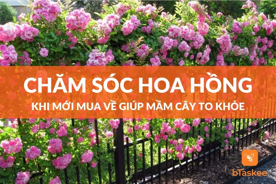 Cách Chăm Sóc Hoa Hồng Khi Mới Mua Về Giúp Mầm To Khỏe