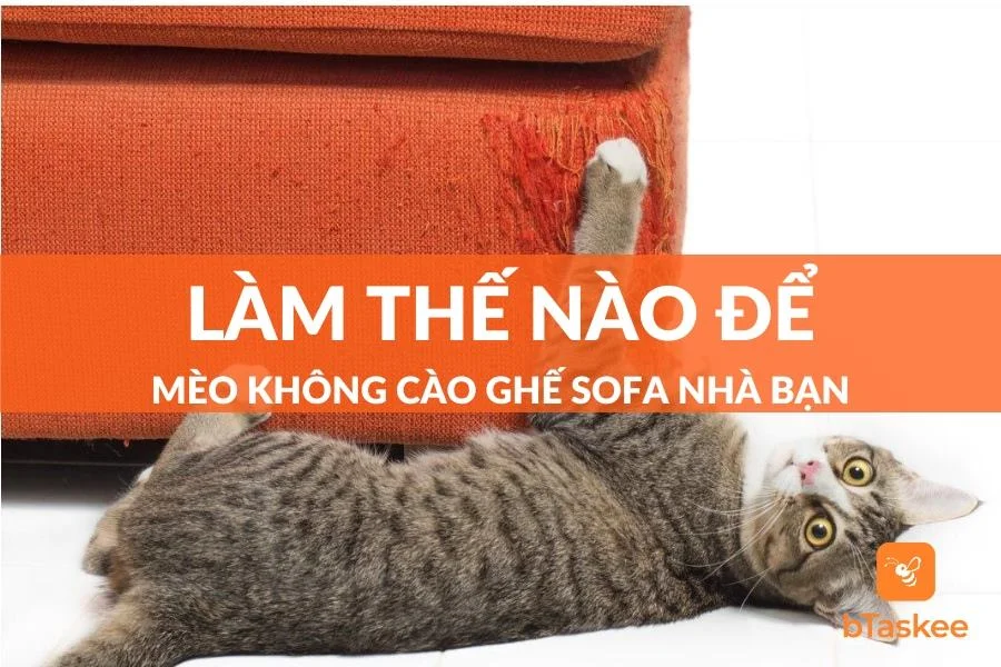 Làm Thế Nào Để Mèo Không Cào Ghế Sofa? Giải Pháp Là Gì?