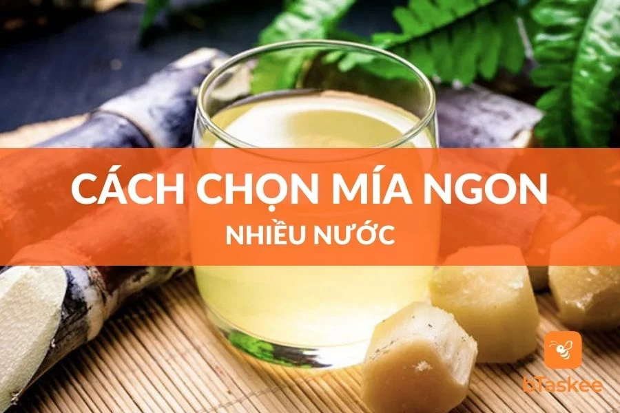 Cách Chọn Mía Ngon Ngọt Nhiều Nước 10 Cây Như 1