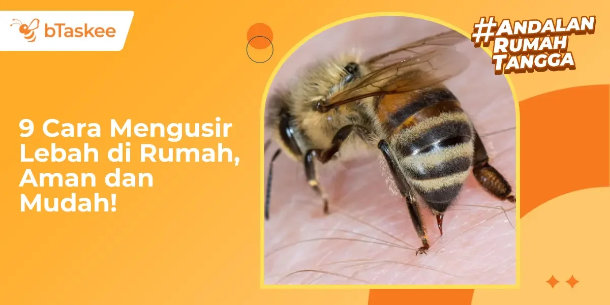 Cara Mengusir Lebah di Rumah, Aman dan Mudah!