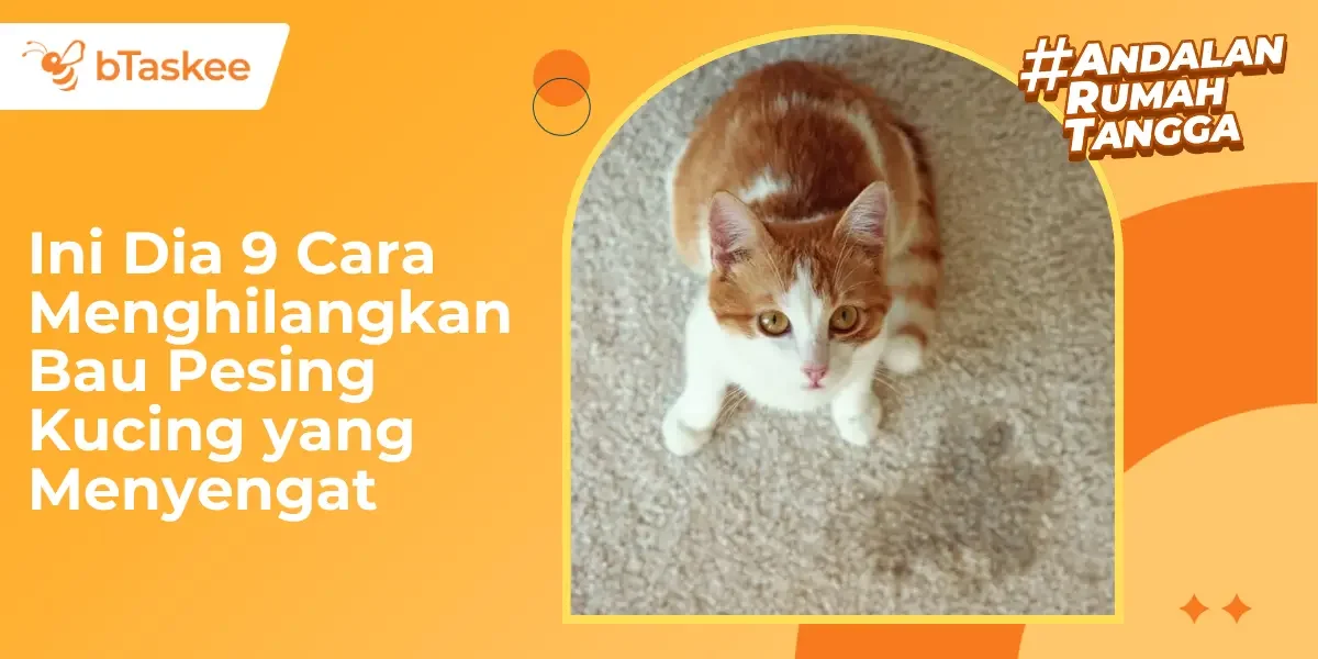9 Cara Menghilangkan Bau Pesing Kucing yang Menyengat