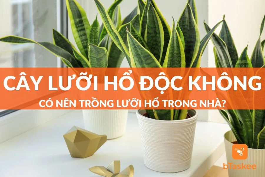 Cây Lưỡi Hổ Có Độc Không? Lưu Ý Quan Trọng Khi Trồng Cây
