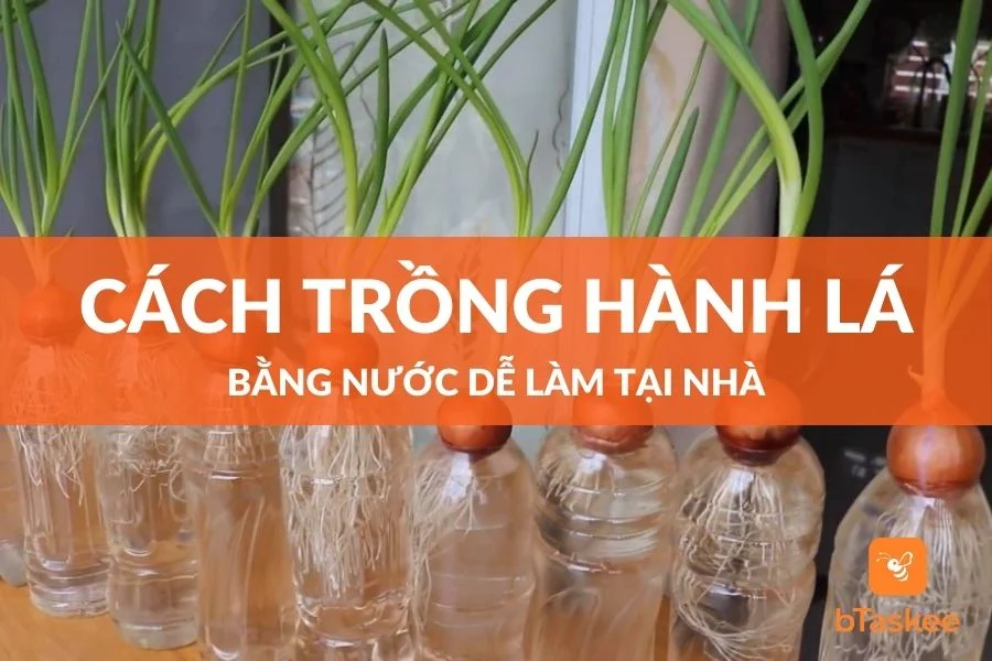 Cách Trồng Hành Lá Bằng Nước Tại Nhà Đơn Giản, Dễ Làm