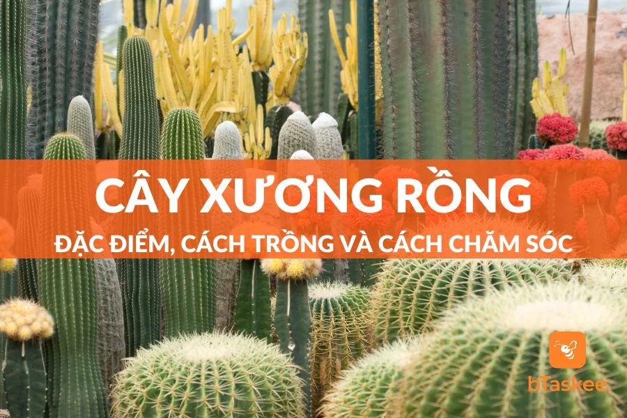 Cây Xương Rồng: Nguồn Gốc, Ý Nghĩa Phong Thủy Và Cách Chăm Sóc