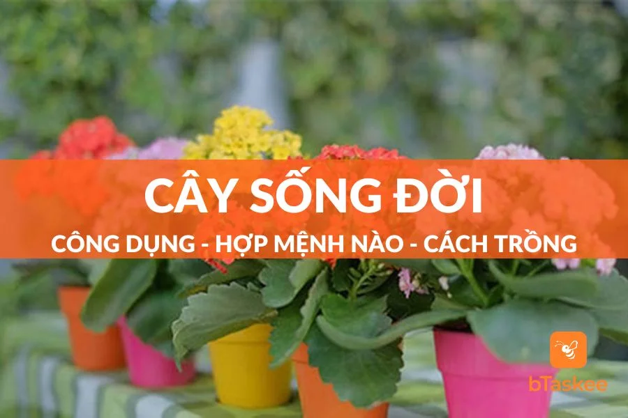 Cây Sống Đời: Công Dụng - Hợp Mệnh Nào - Cách Trồng