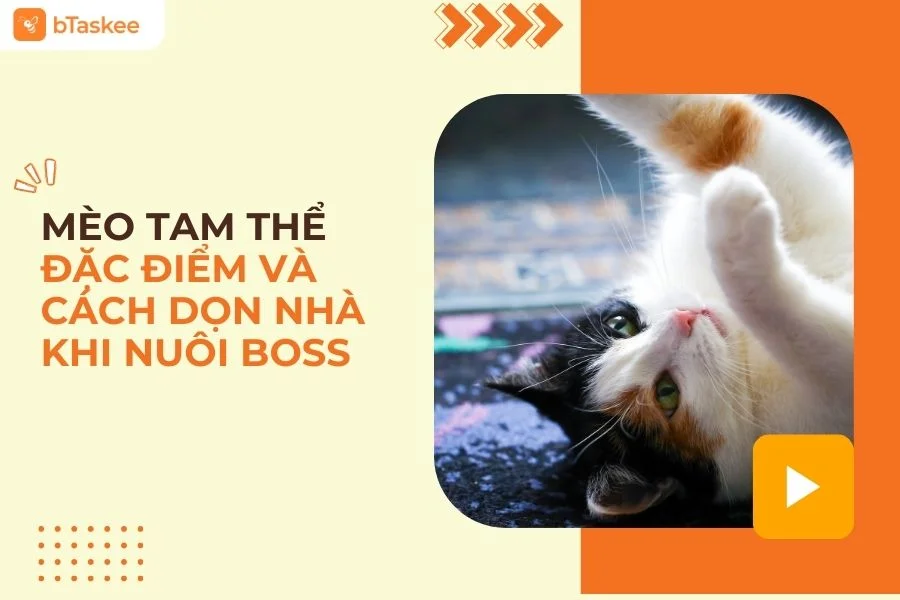 Mèo Tam Thể Là Gì? Hướng Dẫn Giữ Nhà Luôn Sạch Khi Có Boss
