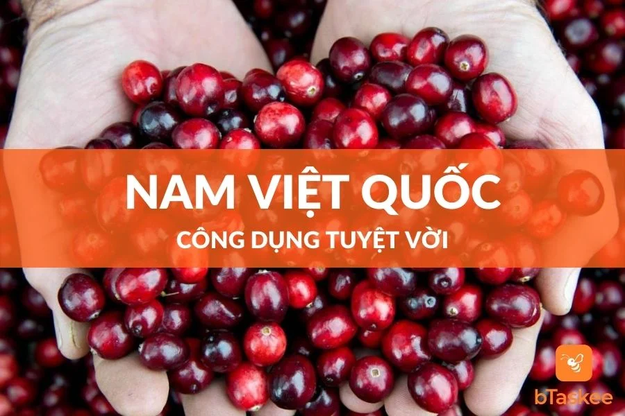 Quả Nam Việt Quất Và Công Dụng Đối Với Sức Khỏe