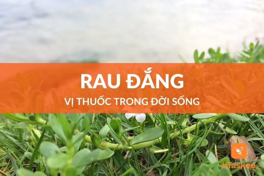 Rau Đắng Vị Thuốc Có Tác Dụng Chữa Bệnh