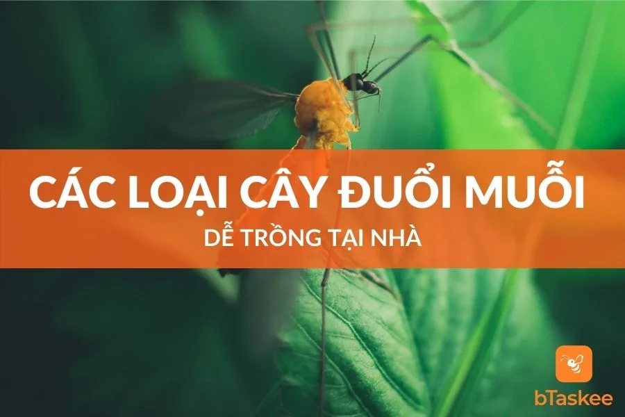 Các Loại Cây Đuổi Muỗi Dễ Trồng Tại Nhà