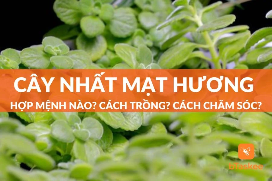 Cây Nhất Mạt Hương Hợp Mệnh Nào? Cách Trồng Và Chăm Sóc Ra Sao?