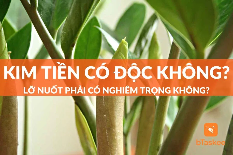 Cây Kim Tiền Có Độc Không? Lỡ Nhai Trúng Có Nguy Hiểm Không?
