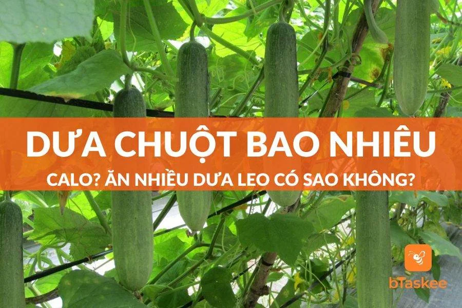 Dưa Chuột Bao Nhiêu Calo? Ăn Nhiều Dưa Leo Có Sao Không?