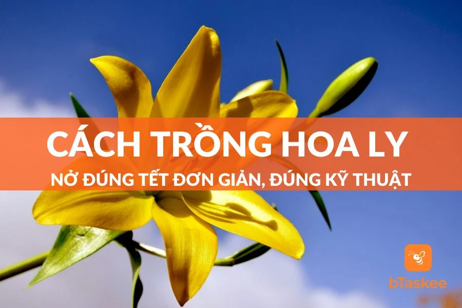 Hướng Dẫn Cách Trồng Hoa Ly Đúng Tết Đơn Giản, Đúng Kỹ Thuật