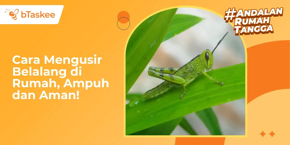 Cara Mengusir Belalang di Rumah yang Ampuh dan Aman!