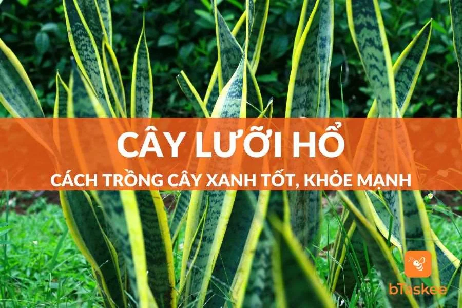 Cách Trồng Cây Lưỡi Hổ Nhanh Lớn, Tươi Xanh, Ít Tốn Công